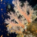 coral_soft_bro_l_ni_v_0302_egy1594.jpg